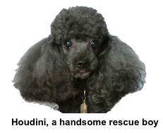 houdini4