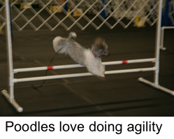 agility101